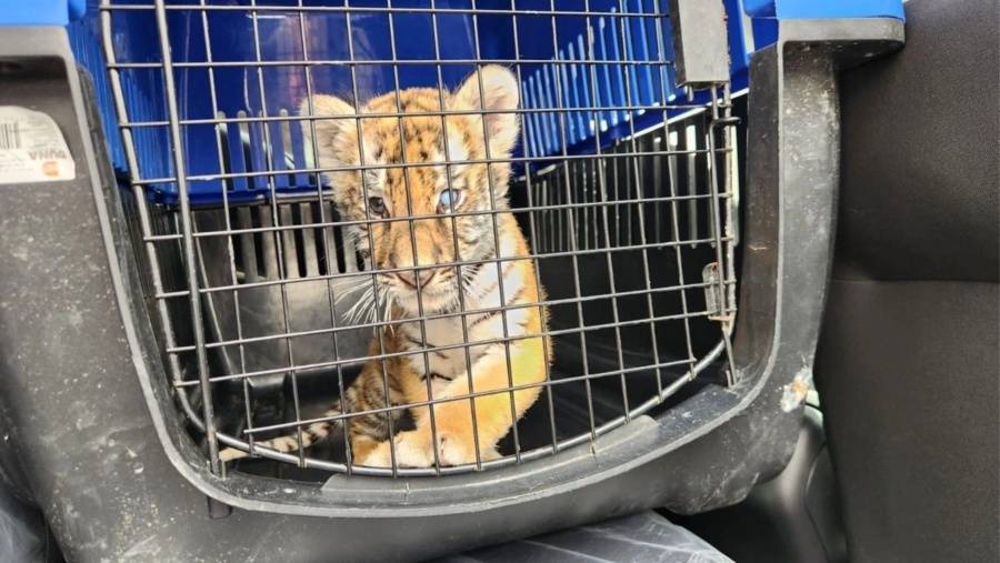 Rescatan cachorro de tigre en operativo contra predio irregular en Escobedo, Nuevo Le&oacute;n