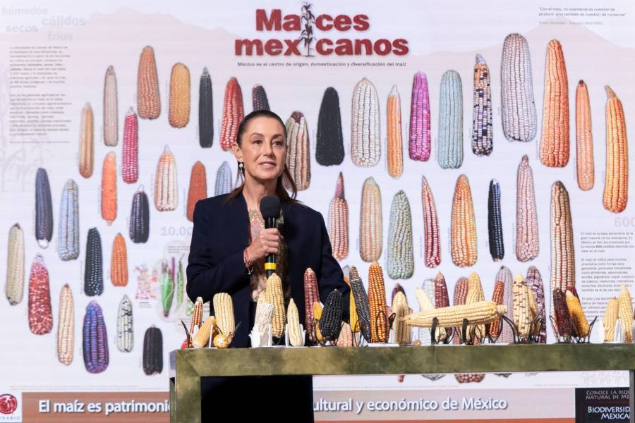 Sheinbaum impulsar&aacute; banco gen&eacute;tico de ma&iacute;ces mexicanos