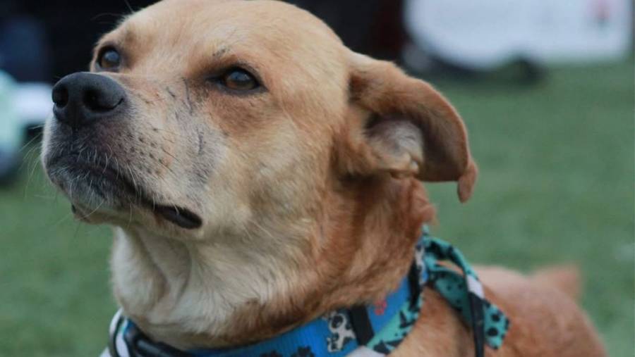 Fallece “Chicles”, el perrito maratonista de Tijuana, tras presunto envenenamiento