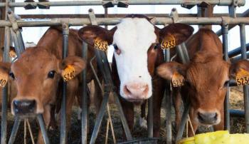 Ganaderos piden a la presidenta limitar importaci&oacute;n de ganado y carne brasile&ntilde;a