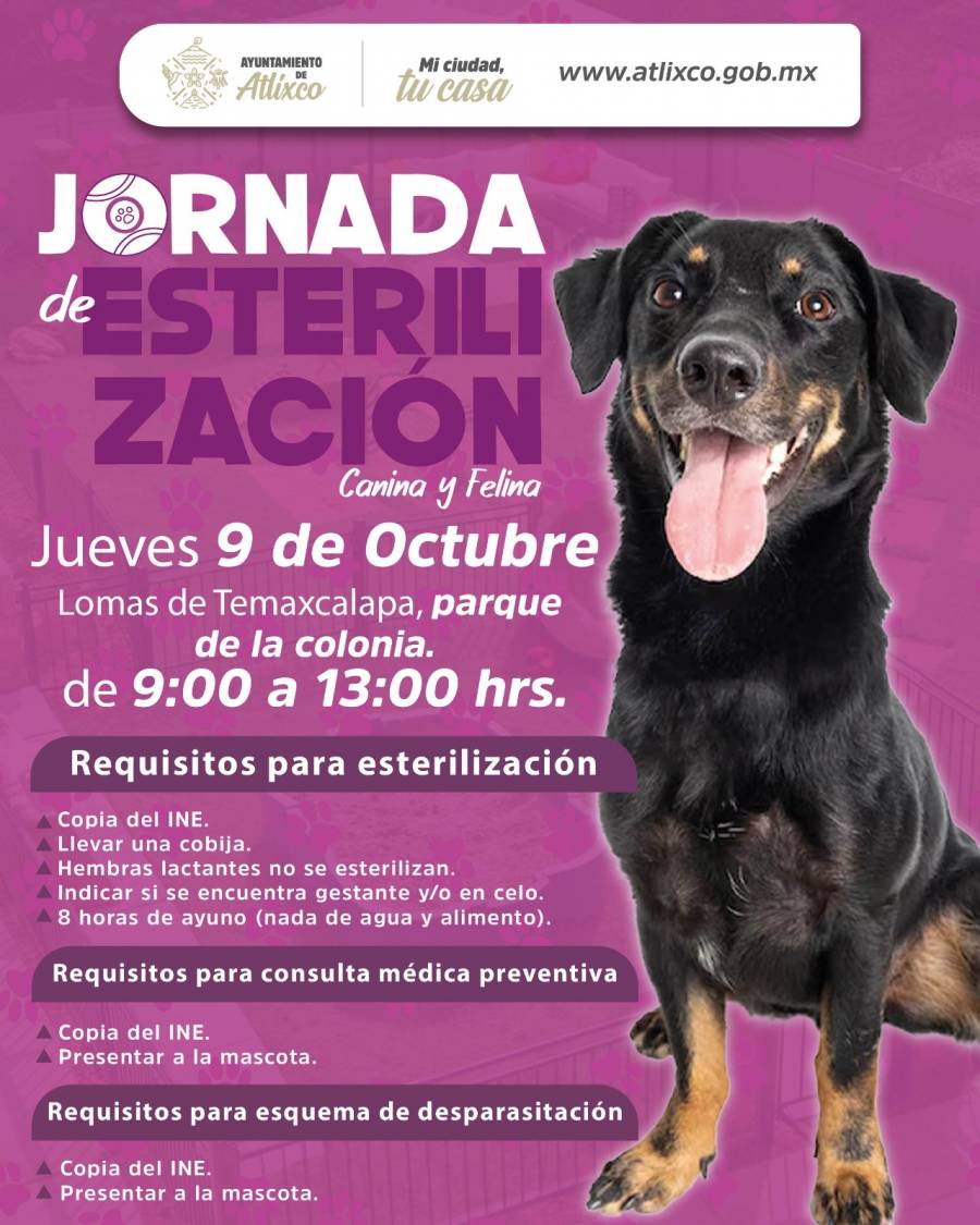 Atlixco impulsa las jornadas gratuitas de esterilizaci&oacute;n y atenci&oacute;n m&eacute;dica animal