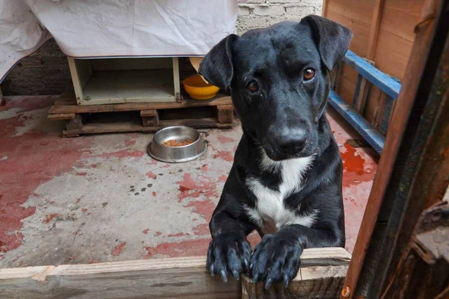Propuesta para eliminar el IVA en alimentos y medicinas para mascotas beneficiar&iacute;a el bolsillo familiar