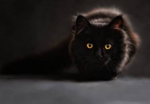 Ciudad espa&ntilde;ola proh&iacute;be adopciones de gatos negros durante Halloween