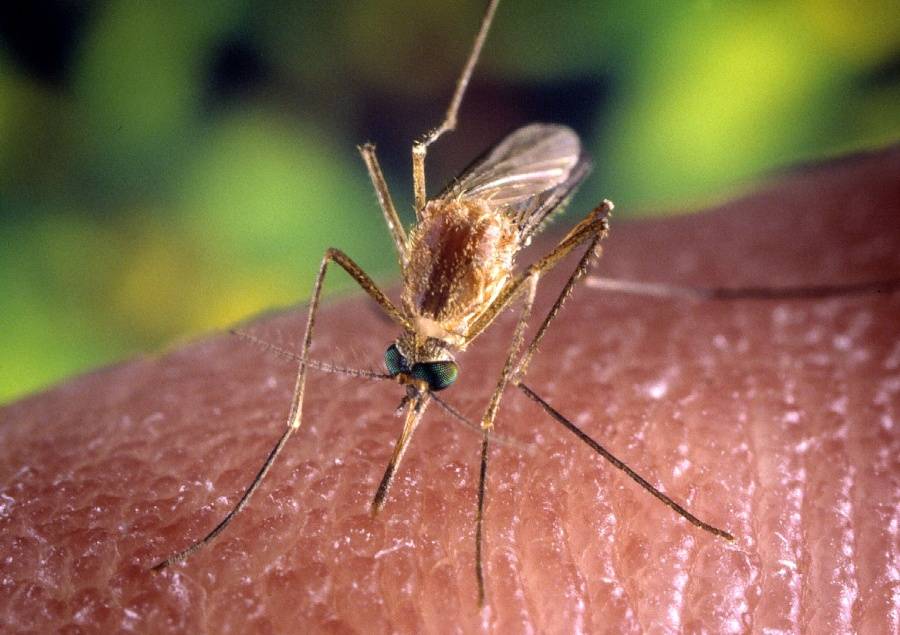 Islandia detecta por primera vez la presencia de mosquitos en su entorno natural