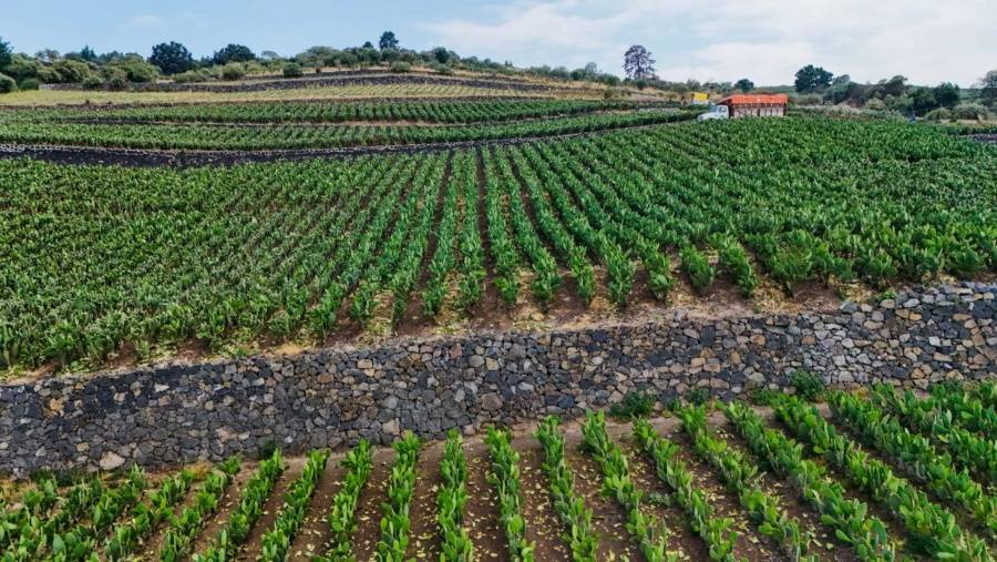 M&eacute;xico y la Uni&oacute;n Europea avanzan en modernizaci&oacute;n de acuerdo para eliminar aranceles a productos agroalimentarios