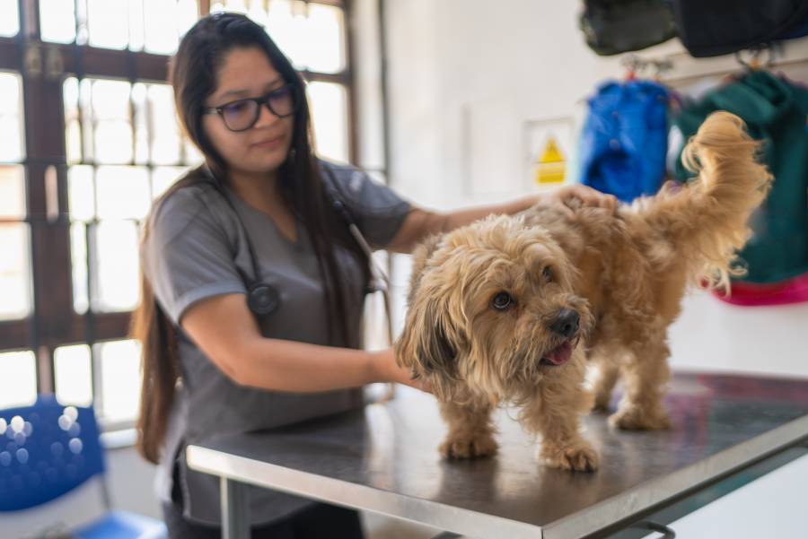Ariadna Ayala impulsa Jornadas Veterinarias gratuitas para fomentar el bienestar animal