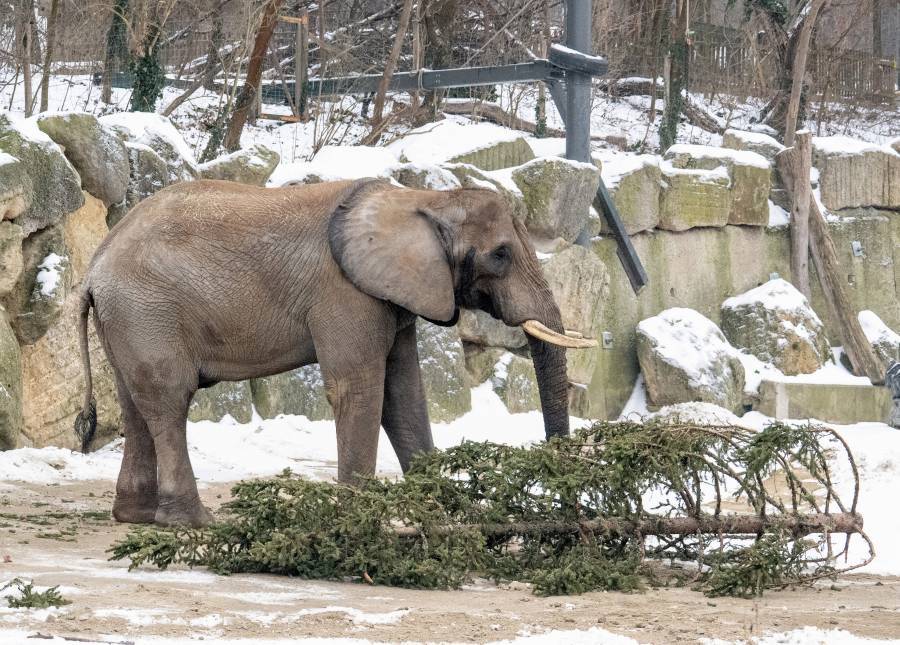 Un elefante mata a un turista en un parque nacional de Tailandia