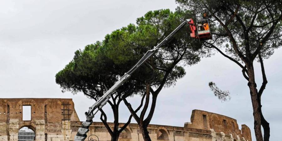 Roma inicia tala de pinos pi&ntilde;oneros en riesgo de desplome en el Foro Romano