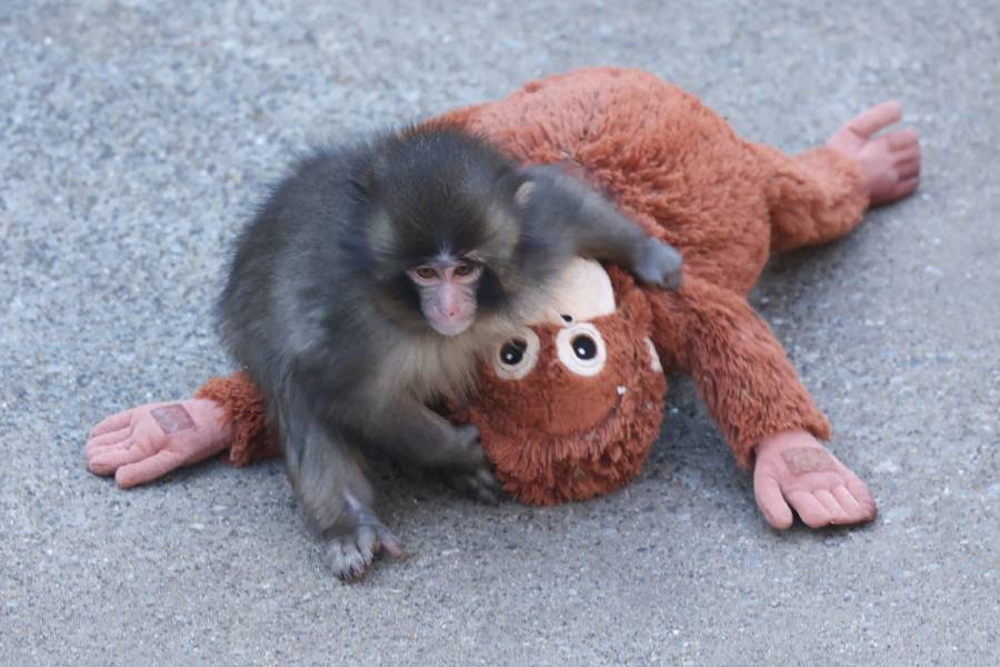 Zool&oacute;gico de Ichikawa aclara que Punch no est&aacute; en peligro y que los monos con p&eacute;rdida de pelo no est&aacute;n enfermos