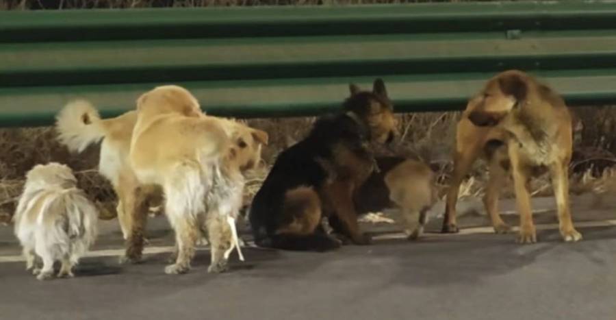 Siete perros escapan de sus captores y regresan a casa liderados por un corgi en China
