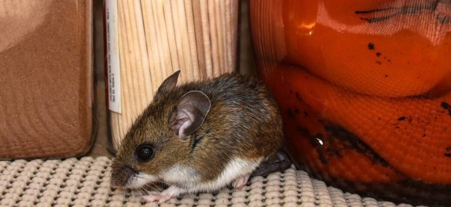 Hantavirus: qu&eacute; es, c&oacute;mo se transmite, s&iacute;ntomas y tratamiento