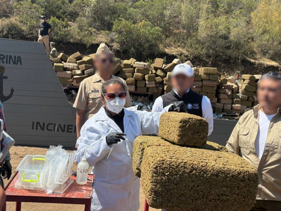 Marina y FGR destruyen m&aacute;s de 12 toneladas de marihuana asegurada en Baja California