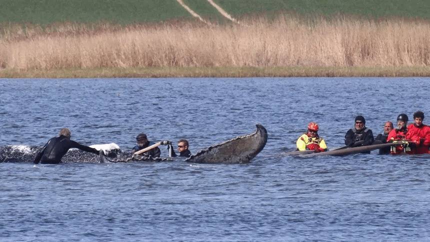 Realizar&aacute;n autopsia a ballena jorobada “Timmy” hallada muerta en Dinamarca