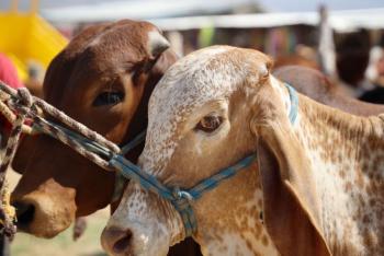 Estados Unidos refuerza vigilancia sanitaria ante posible presencia de gusano barrenador en Texas