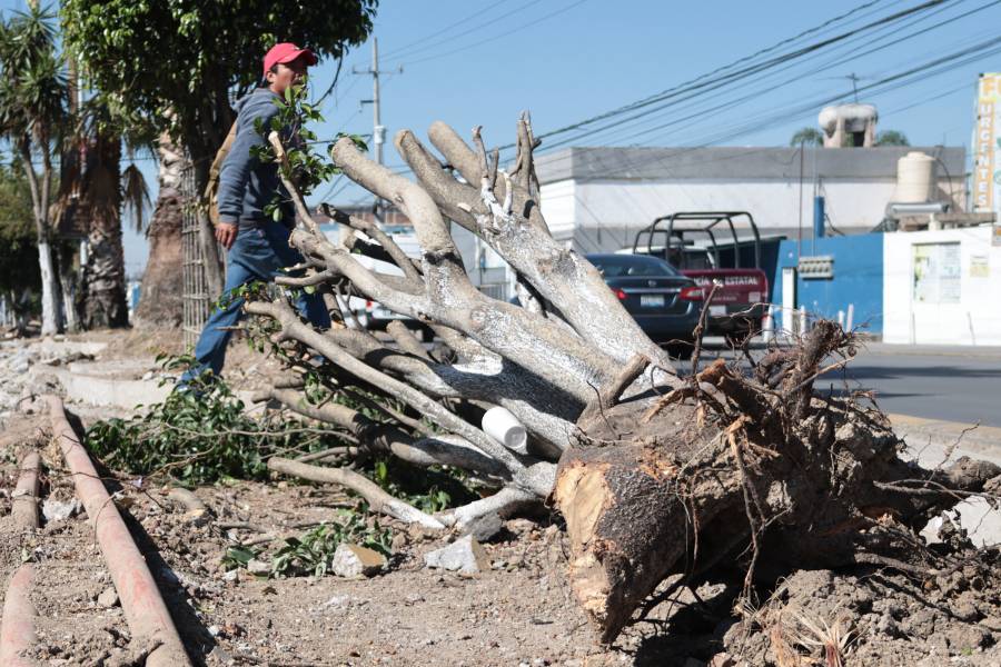 Cabildo de Puebla analiza aumentar multas por tala ilegal de &aacute;rboles
