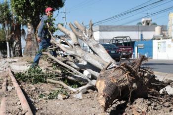 Cabildo de Puebla analiza aumentar multas por tala ilegal de &aacute;rboles