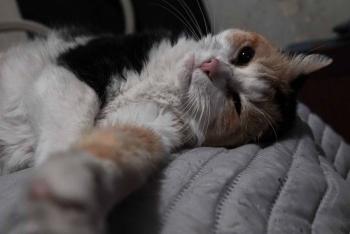 Rescatan m&aacute;s de 400 gatos vivos en Vietnam durante operativo contra red de tr&aacute;fico de animales dom&eacute;sticos