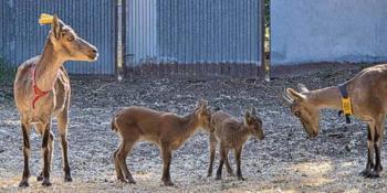 Nacen tres cabras montesas mediante fecundaci&oacute;n in vitro con gametos de ejemplares muertos