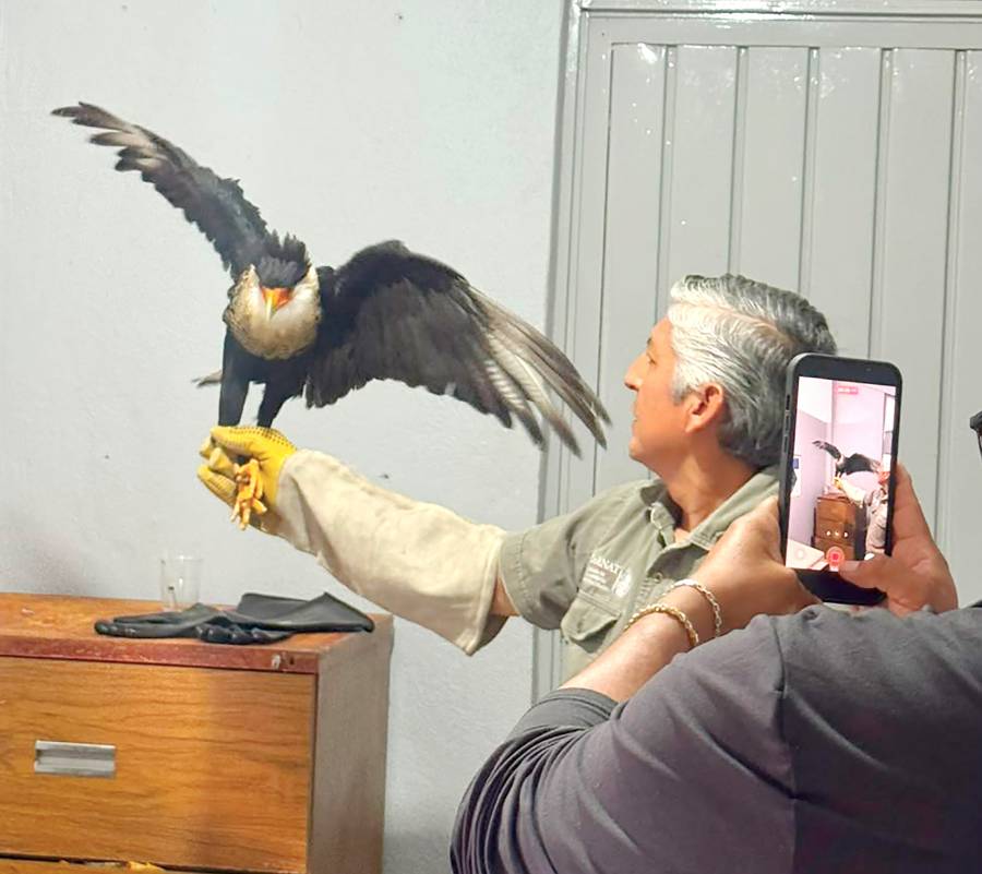Dif Municipal Y Gobierno De Texmelucan Fortalecen La Protecci&oacute;n De La Fauna Silvestre Con Atenci&oacute;n Oportuna
