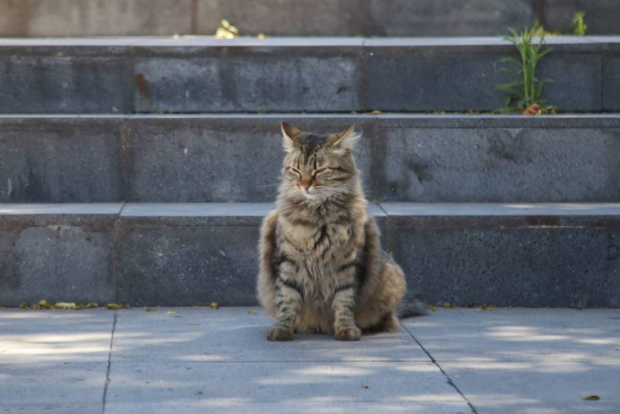 Alertan por abandono de gatos en Los Fuertes y el CIS; varios mueren atropellados