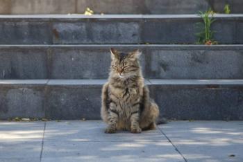 Alertan por abandono de gatos en Los Fuertes y el CIS; varios mueren atropellados