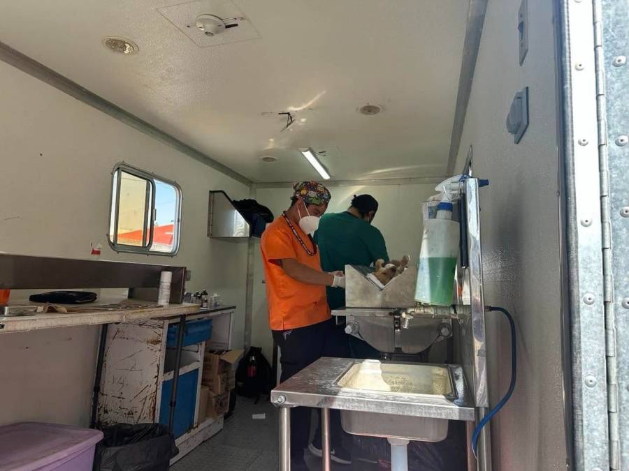 Pepe Chedraui fortalece el bienestar animal con m&aacute;s de 18 mil esterilizaciones gratuitas en Puebla