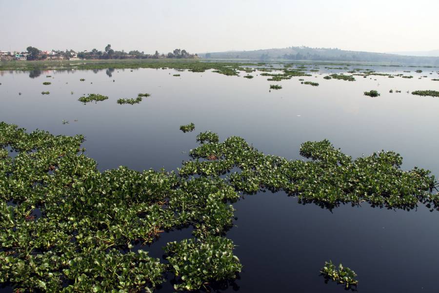 Proyecto FertiPue retirar&aacute; hasta 60 toneladas diarias de lirio acu&aacute;tico de Valsequillo