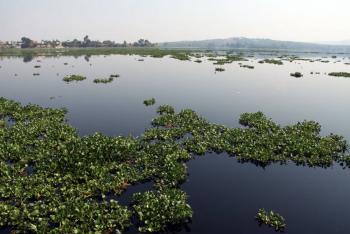 Proyecto FertiPue retirar&aacute; hasta 60 toneladas diarias de lirio acu&aacute;tico de Valsequillo
