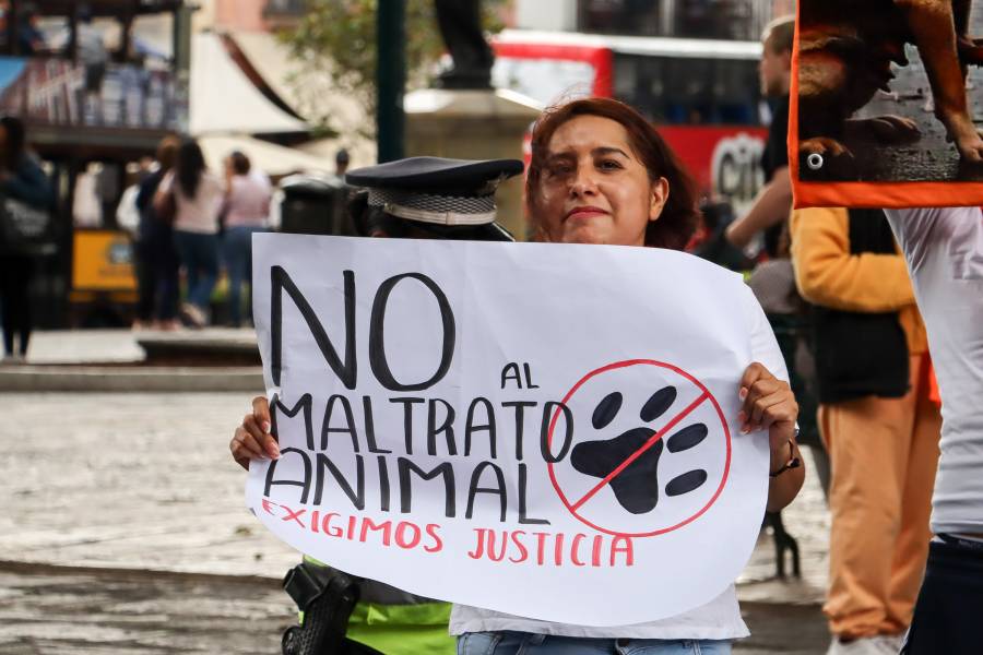 Puebla suma 11 sentencias por maltrato animal; cinco fueron obtenidas durante 2026