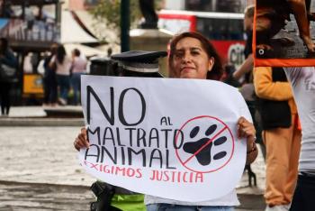 Puebla suma 11 sentencias por maltrato animal; cinco fueron obtenidas durante 2026