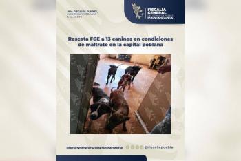 Rescata FGE a 13 caninos en condiciones de maltrato en la capital poblana