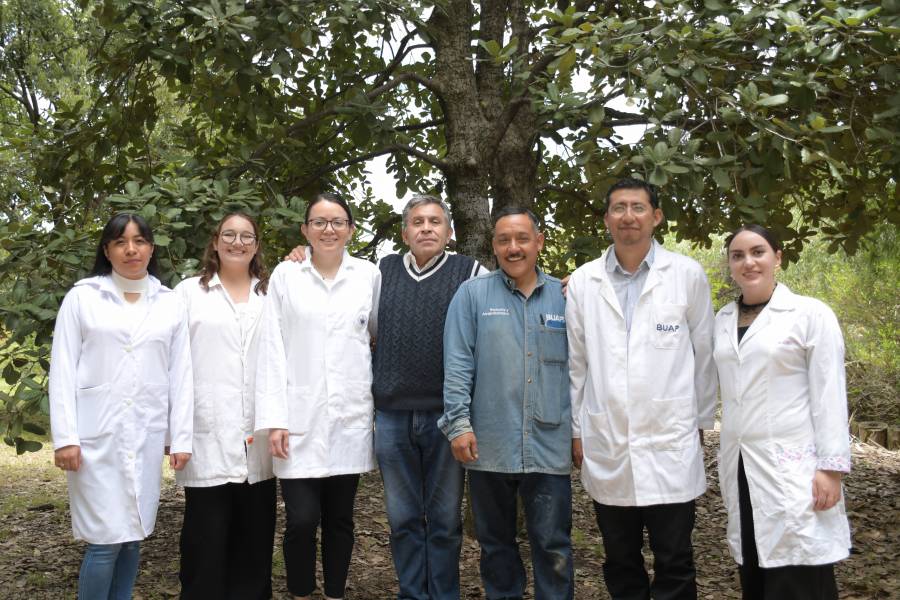 Crean nanomateriales en la BUAP para combatir plagas por gusano barrenador