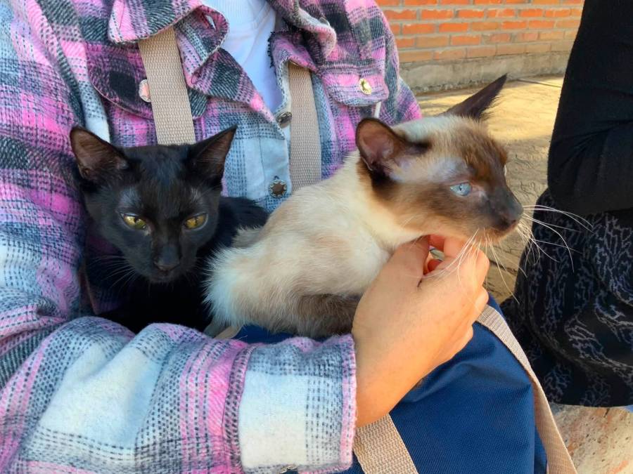Atlixco Impulsa Concientizaci&oacute;n Animal Con Jornadas Continuas De Esterilizaci&oacute;n