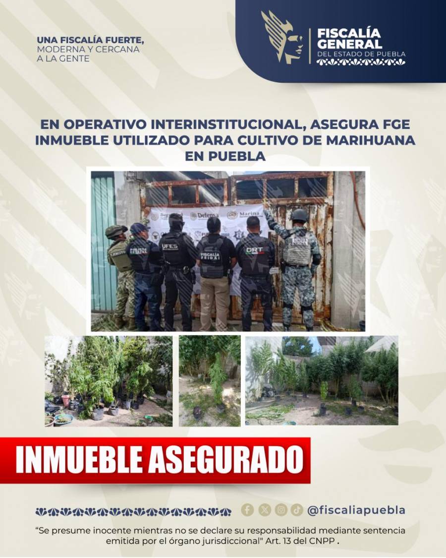 En operativo interinstitucional, asegura FGE inmueble utilizado para cultivo de marihuana en Puebla