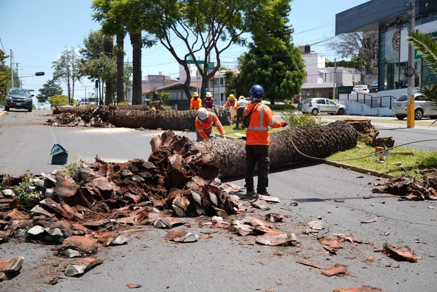 Suma Gobierno de Pepe Chedraui colaboraci&oacute;n con Africam Safari para dar segundo uso a troncos de palmeras retiradas en La Paz