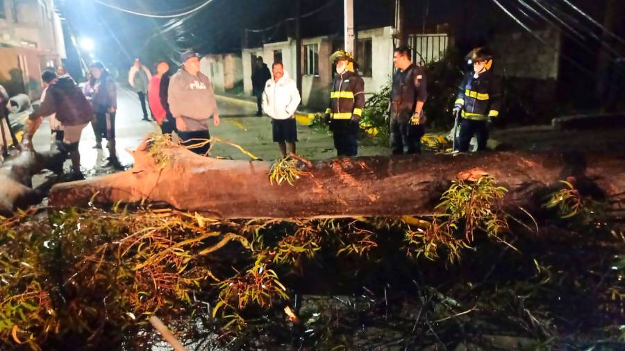 Protecci&oacute;n Civil de Texmelucan atendi&oacute; ca&iacute;da de &aacute;rbol en Tianguismanalco