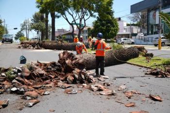 Suma Gobierno de Pepe Chedraui colaboraci&oacute;n con Africam Safari para dar segundo uso a troncos de palmeras retiradas en La Paz