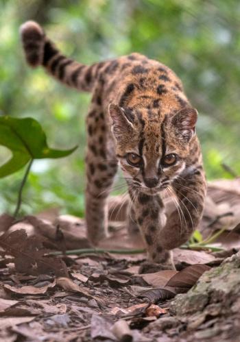 Cient&iacute;ficos descubren nueva especie de felino en Bolivia: Leopardus tilcayo