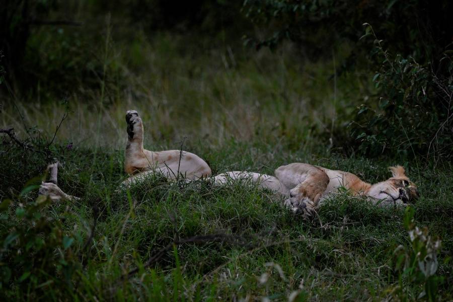 Diez leones mueren por aparente envenenamiento en una reserva natural de Tanzania