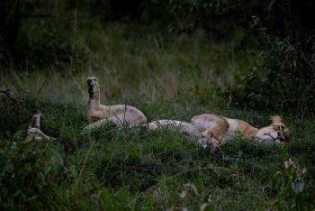 Diez leones mueren por aparente envenenamiento en una reserva natural de Tanzania