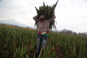 Gobierno de Puebla ampl&iacute;a a 90 mdp recursos para atender afectaciones al campo por clima