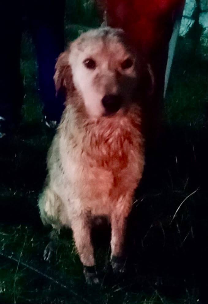 Bomberos de Cuautlancingo rescatan a canino