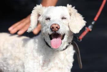 FGE de Puebla crea coordinaci&oacute;n especializada para investigar delitos contra animales