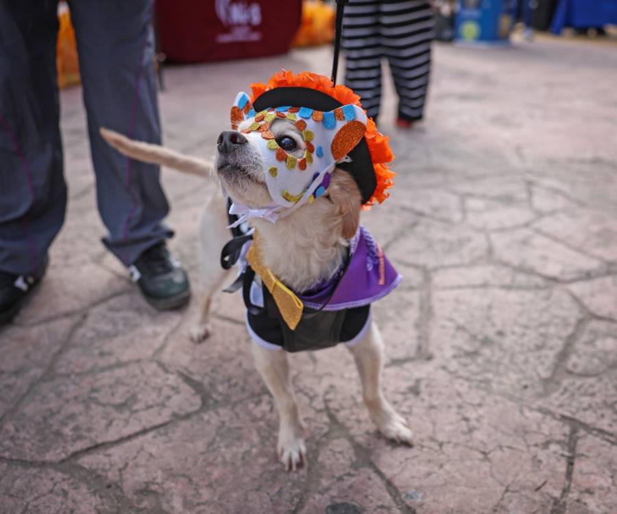 Cuautlancingo celebra el Festival Huellitas 2026